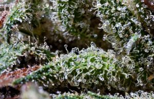 What Are Some of the Best Marijuana Strains for a Euphoric High? most-euphoric-cannabis-strains