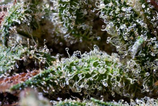 What Are Some of the Best Marijuana Strains for a Euphoric High? most-euphoric-cannabis-strains