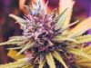 What Are the Tastiest Weed Strains? tastiest-weed-strains