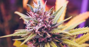 What Are the Tastiest Weed Strains? tastiest-weed-strains