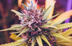 What Are the Tastiest Weed Strains? tastiest-weed-strains