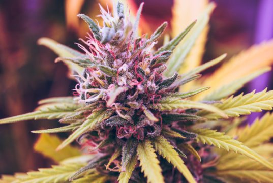 What Are the Tastiest Weed Strains? tastiest-weed-strains