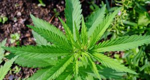 Three of the Best Marijuana Strains for Battling Inflammation best-strains-to-combat-inflammation