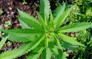 Three of the Best Marijuana Strains for Battling Inflammation best-strains-to-combat-inflammation