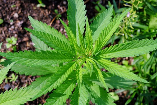 Three of the Best Marijuana Strains for Battling Inflammation best-strains-to-combat-inflammation