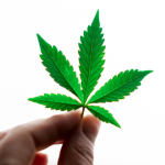 three-cannabis-strains-for-mental-clarity