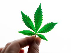 Three of the Best Cannabis Strains for Focus and Mental Clarity three-cannabis-strains-for-mental-clarity