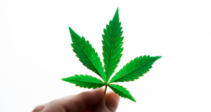 Three of the Best Cannabis Strains for Focus and Mental Clarity three-cannabis-strains-for-mental-clarity