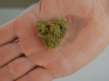 Three of The Most Delicious Cannabis Strains three-of-the-most-delicious-marijuana-strains