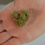 three-of-the-most-delicious-marijuana-strains