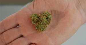 Three of The Most Delicious Cannabis Strains three-of-the-most-delicious-marijuana-strains