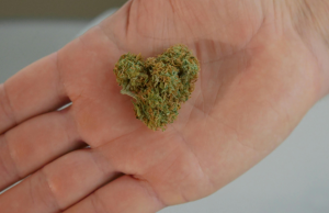 Three of The Most Delicious Cannabis Strains three-of-the-most-delicious-marijuana-strains