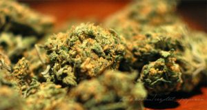 What Are Three of The Smoothest Cannabis Strains? three-of-the-smoothest-cannabis-strains