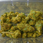 cozy-calming-strains-fall-2025