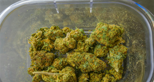 Three More Cozy and Calming Strains to Try for Fall 2025 cozy-calming-strains-fall-2025